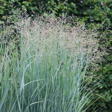 panicum virgatum prairie sky